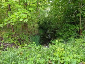 Wald